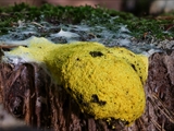 fuligo septica: Fruktifikation